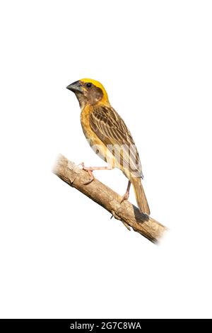 Männlicher Baya Weaver auf einem Barsch isoliert auf weißem Hintergrund Stockfoto