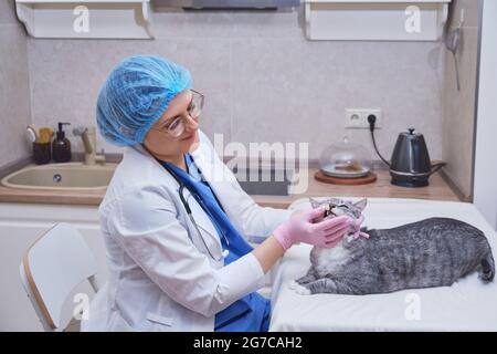 Untersuchung von Mund und Zähnen der Katze durch einen Tierarzt auf dem Tisch in der Wohnküche Stockfoto