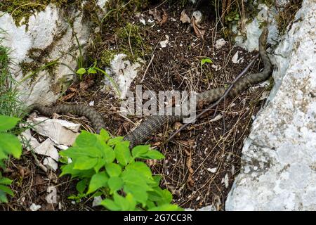 Würfelschlange, Natrix tessellata im Nationalpark Plitvice, Kroatien in Europa. Die Würfelschlange ist eine eurasische, nicht giftige Schlange, die zur Familie Co gehört Stockfoto