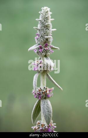 Schöne Pflanze Silberteppich als Lamm Ohren bekannt. stachys byzantina Stockfoto