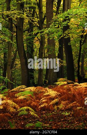 Burnham Beeches Woodland, Buckinghamshire, Großbritannien Stockfoto
