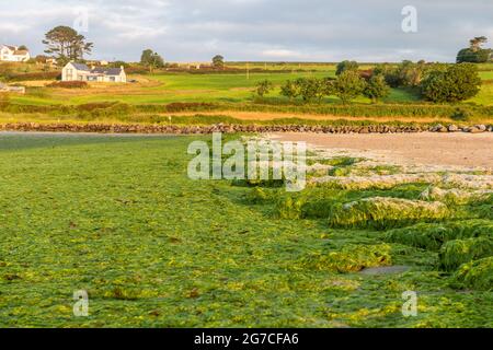 Harbor View, West Cork, Irland. , . Am Harbour View Beach in West Cork wurden Tonnen von grünem Seegras gespült. Die Algen, auch bekannt als "Meeressalat", werden verursacht, wenn menschliche Abfälle ins Meer fließen und Wachstum verursachen. Quelle: AG News/Alamy Live News Stockfoto