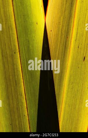 Eine Nahaufnahme der Blätter einer Phormium Bronze Warrior Phormium Tenax purpureum New Zealand Flax Pflanze. Stockfoto