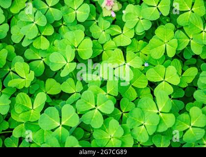 Feder grünen Klee Gras Hintergrund Stockfoto