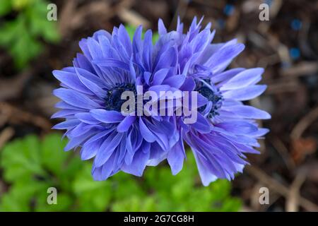 Anemone Lord Lieutenant, auch bekannt als die Straußenfeder. Paar tiefblaue Blumen in selektivem Fokus geschossen, um den Kopierraum auf dem verschwommenen Backgr zu unterstützen Stockfoto