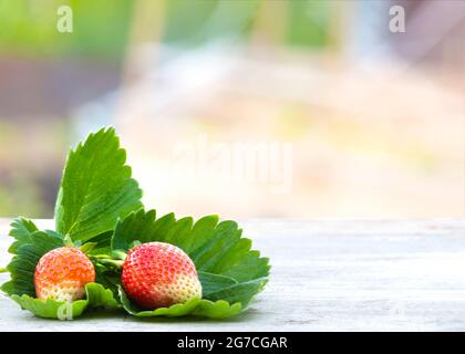 Erdbeeren frisch aus dem Garten, der Kleinanlage oder dem Bauernhof gepflückt. Bio-Obst auf dem Tisch platziert, verschwommen Landschaftsgarten Hintergrund zu helfen Kopierer Platz Stockfoto