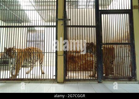 Sumatra-Tiger (links) und Bengalen-Tiger (rechts) in der Veterinäreinrichtung, die vom Bali Zoo in Gianyar, Bali, Indonesien, verwaltet wird. Stockfoto