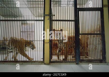 Sumatra-Tiger (links) und ein bengalischer Tiger (rechts) in der Veterinäreinrichtung, die vom Bali Zoo in Gianyar, Bali, Indonesien, verwaltet wird. Stockfoto