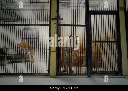 Sumatra-Tiger (links) und ein bengalischer Tiger (rechts) in der Veterinäreinrichtung, die vom Bali Zoo in Gianyar, Bali, Indonesien, verwaltet wird. Stockfoto