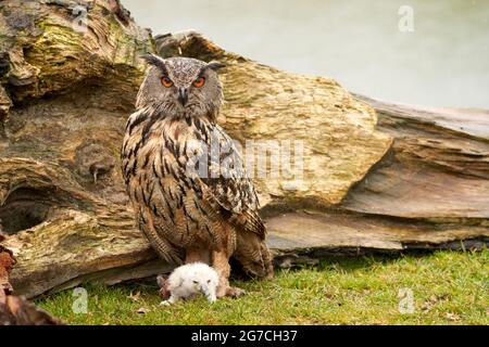 Wildadler Eule Mutter und ein Küken. Die eine Woche alte weiße Eule ist im Gras immer noch instabil auf den Füßen. Stockfoto