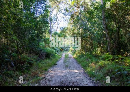 Ein Feldweg führt durch den Wald zu einem unbekannten Ziel Stockfoto