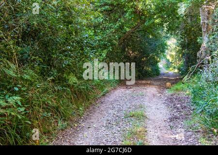 Ein Feldweg führt durch den Wald zu einem unbekannten Ziel Stockfoto