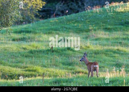 Hirsch auf einer Wiese im Sommer Stockfoto