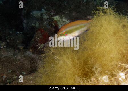 Okellierter Lippfisch (Symphodus ocellatus) im Mittelmeer Stockfoto