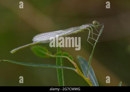 Unreife, mit Kelch markierte Damselfliege (Erythromma lindenii) Stockfoto