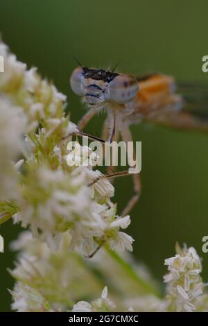 Weibliche seltene Blauschwanzdamselfly oder kleiner Blauschwanz (Ischnura pumilio) Stockfoto