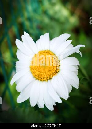 Kamillenblüte, Nahaufnahme. Kamille oder Kamille ist der gebräuchliche Name für mehrere Gänseblümchen-ähnliche Pflanzen der Familie der Asteraceae. Stockfoto