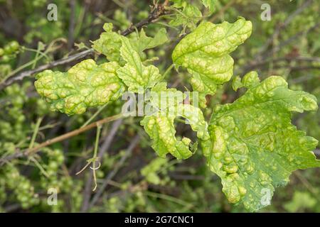 Krankheiten und Schädlinge von Beerensträuchern . Gall liegt auf Johannisbeeren. Beschädigte Blätter auf einer roten Johannisbeere. Stockfoto