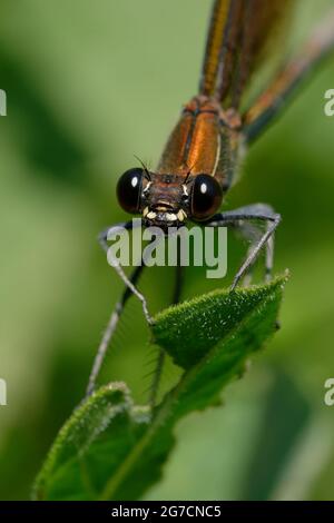 Weibliche Kupfer-demoiselle oder mediterrane demoiselle (Calopteryx haemorroidalis) Stockfoto