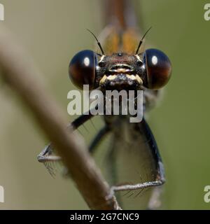 Weibliche Kupfer-demoiselle oder mediterrane demoiselle (Calopteryx haemorroidalis) Stockfoto