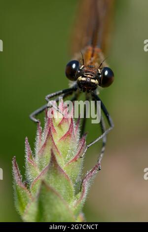 Weibliche Kupfer-demoiselle oder mediterrane demoiselle (Calopteryx haemorroidalis) Stockfoto