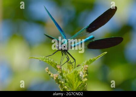 Männliche westliche demoiselle oder gelbschwanzdemoiselle (Calopteryx-Xanthostom) Stockfoto