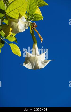 Brugmansia Blume weiße Glocke gegen einen blauen Himmel. Stockfoto