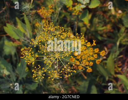 Dill (Anethum graveolens) ist ein einjähriges Kraut in der Sellerie-Familie Apiaceae. Sie ist die einzige Art der Gattung Anethum. Dillblumen, Nahaufnahme. Stockfoto