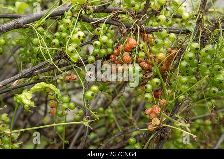 Krankheiten und Schädlinge von Beerensträuchern . Gall liegt auf Johannisbeeren. Beschädigte Blätter auf einer roten Johannisbeere. Stockfoto