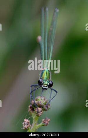 Weibliche westliche demoiselle oder gelbschwanzdemoiselle (Calopteryx-Xanthostom) Stockfoto