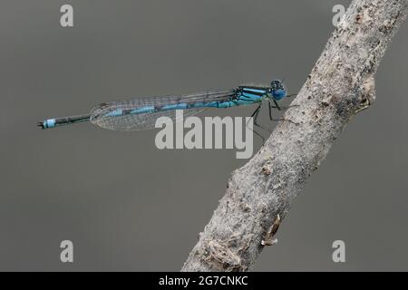 Männliche Gobelzmarkierte Damselfliege (Erythromma lindenii) Stockfoto