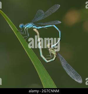 Bechergarnter Damselfliege (Erythromma lindenii) - Paarung Stockfoto