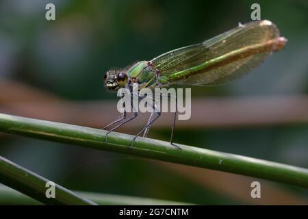Weibliche westliche demoiselle oder gelbschwanzdemoiselle (Calopteryx-Xanthostom) Stockfoto