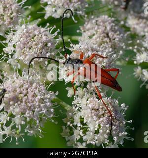 Longhorn-Käfer (Stictoleptura trisignata) auf Blüten Stockfoto