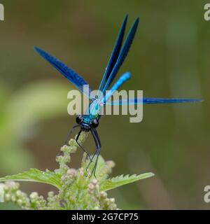 Männliche westliche demoiselle oder gelbschwanzdemoiselle (Calopteryx-Xanthostom) Stockfoto