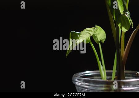 Grünes Anthurium Baby lässt Pflanzen in Innenräumen als Dekoration mit schwarzem Hintergrund für Kopierraum Stockfoto