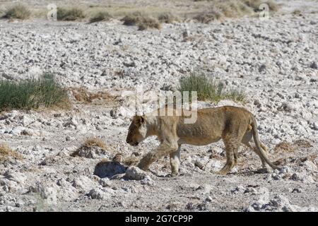 Afrikanischer Löwe (Panthera leo), junger Mann, der neben dem Wasserloch läuft, Etosha National Park, Namibia, Afrika Stockfoto