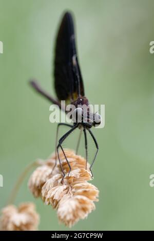 Männliche Kupfer-demoiselle oder mediterrane demoiselle (Calopteryx haemorroidalis) Stockfoto