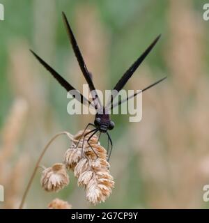 Männliche Kupfer-demoiselle oder mediterrane demoiselle (Calopteryx haemorroidalis) Stockfoto