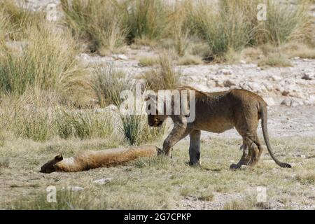 Afrikanische Löwen (Panthera leo), junges Männchen, das neben einem jungen, halb schlafenden Weibchen am Wasserloch, Etosha National Park, Namibia, Afrika, steht Stockfoto