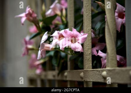 Auf einem Fensterrost wachsende dipladenia Stockfoto