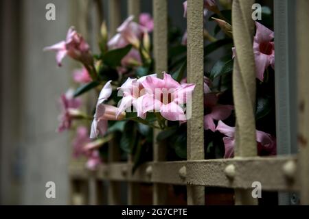 Auf einem Fensterrost wachsende dipladenia Stockfoto