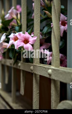 Auf einem Fensterrost wachsende dipladenia Stockfoto