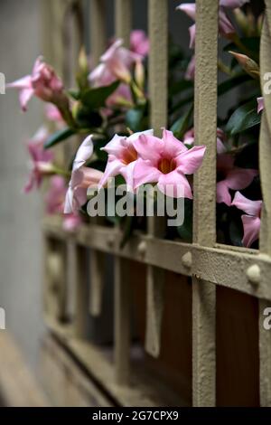 Auf einem Fensterrost wachsende dipladenia Stockfoto