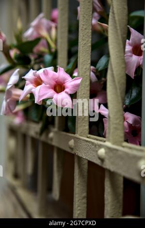 Auf einem Fensterrost wachsende dipladenia Stockfoto