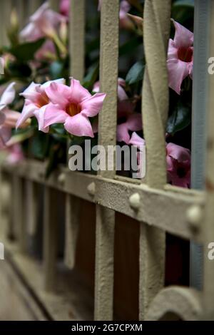 Auf einem Fensterrost wachsende dipladenia Stockfoto