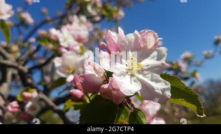 Nahaufnahme der Kirschblüten auf dem Ast mit Blättern im Frühling Stockfoto