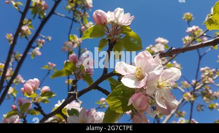 Nahaufnahme der Kirschblüten auf dem Ast mit Blättern im Frühling Stockfoto