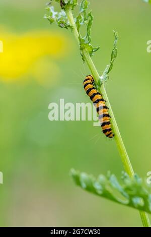 Zinnober-Raupe, Tyria jacobaeae, auf teilweise gefressen Ragwürzepflanze, jacobaea vulgaris. Stockfoto