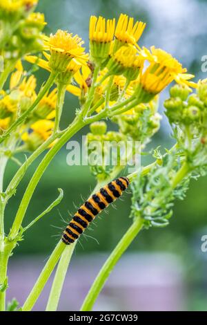 Raupe der Zimtmotte, Tyria jacobaeae, auf der Ragwürzepflanze, jacobaea vulgaris. Stockfoto